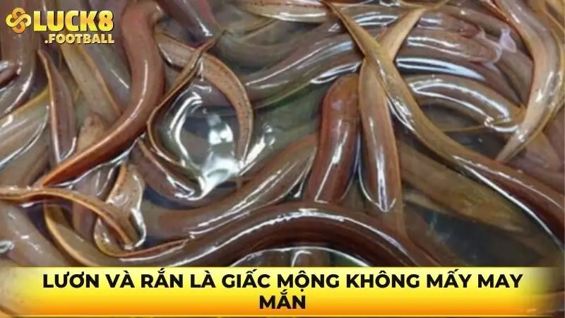 Lươn và rắn là giấc mộng không mấy may mắn
